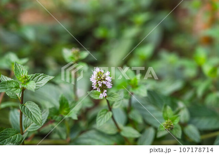 薄紫のスペアミントの花 薄紫のスペアミントの花 107178714