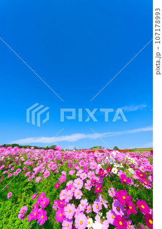 【兵庫県】10月・青空の休日にコスモスを見にあわじ花さじきへ 107178993