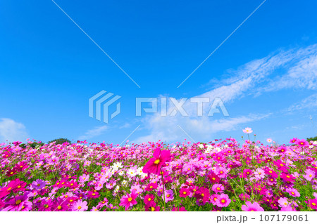 【兵庫県】10月・青空の休日にコスモスを見にあわじ花さじきへ 【兵庫県】10月・青空の休日にコスモスを見にあわじ花さじきへ 107179061