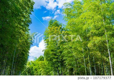 京都府向日市　青空に映える緑の竹林 107179377