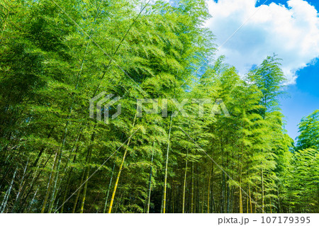 京都府向日市　青空に映える緑の竹林 107179395