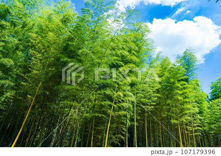 京都府向日市　青空に映える緑の竹林 107179396