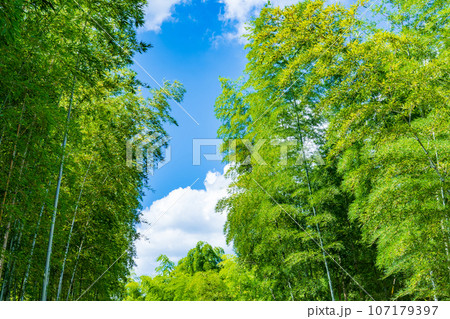 京都府向日市　青空に映える緑の竹林 107179397