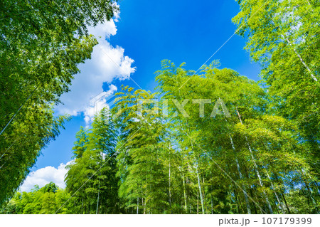 京都府向日市　青空に映える緑の竹林 107179399