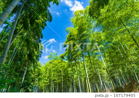 京都府向日市 青空に映える緑の竹林 京都府向日市 青空に映える緑の竹林 107179405