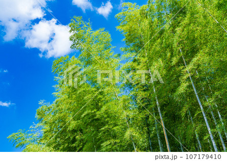 京都府向日市　青空に映える緑の竹林 107179410