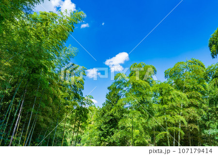 京都府向日市　青空に映える緑の竹林 107179414