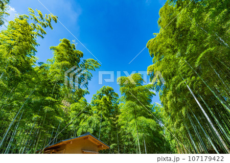 京都府向日市　青空に映える緑の竹林 107179422