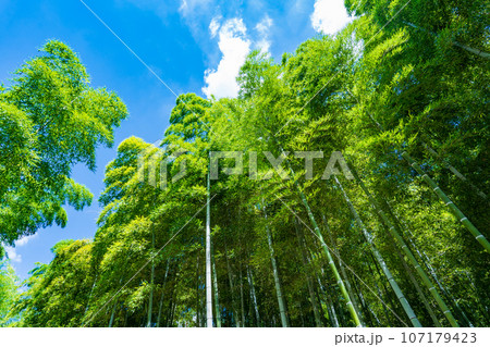 京都府向日市　青空に映える緑の竹林 107179423