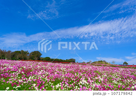 【兵庫県】10月・青空の休日にコスモスを見にあわじ花さじきへ 107179842