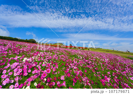 【兵庫県】10月・青空の休日にコスモスを見にあわじ花さじきへ 【兵庫県】10月・青空の休日にコスモスを見にあわじ花さじきへ 107179871