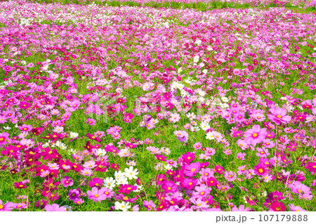 【兵庫県】10月・青空の休日にコスモスを見にあわじ花さじきへ 107179888