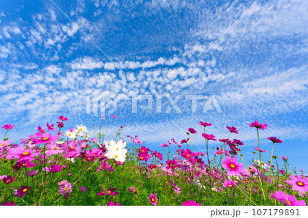 【兵庫県】10月・青空の休日にコスモスを見にあわじ花さじきへ 【兵庫県】10月・青空の休日にコスモスを見にあわじ花さじきへ 107179891
