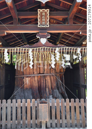 京都 わら天神宮（敷地神社）末社　綾杉明神 107179914