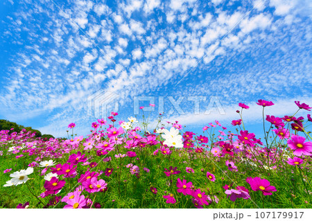 【兵庫県】10月・青空の休日にコスモスを見にあわじ花さじきへ 107179917