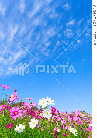 【兵庫県】10月・青空の休日にコスモスを見にあわじ花さじきへ 【兵庫県】10月・青空の休日にコスモスを見にあわじ花さじきへ 107179943