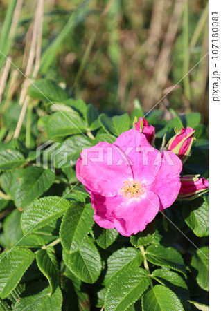 日本最大の高層湿原、北海道の利尻礼文サロベツ国立公園、サロベツの原野で洋上の利尻島を眺める、その夕日 107180081