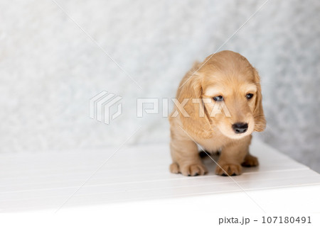 仔犬 カニンヘンダックスフンド 仔犬 カニンヘンダックスフンド 107180491