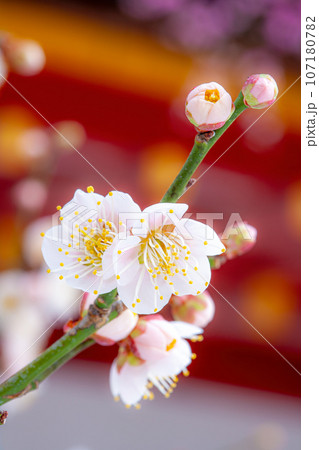 天満宮の春を彩る白梅 天満宮の春を彩る白梅 107180782