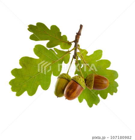 Acorns with oak leaf isolated on white background 107180982