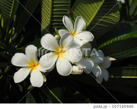 プルメリア ハワイにて プルメリア ハワイにて 107180986