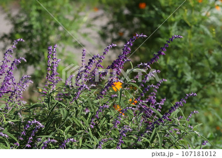 秋の庭に咲く紫色のサルビア・レウカンサの花 107181012