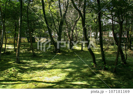 緑の苔に覆われた林 107181169