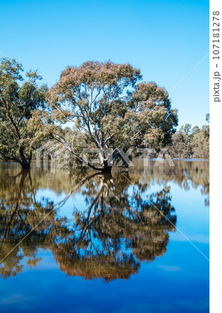 Lake Eppalock in Victoria Australia Lake Eppalock in Victoria Australia 107181278