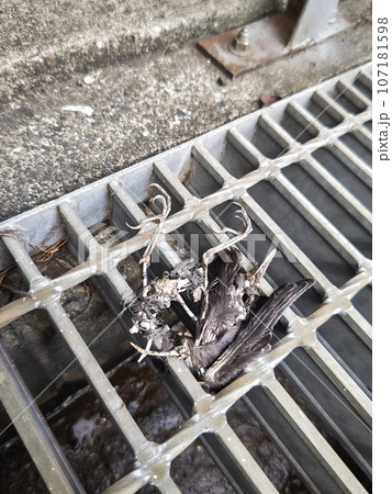 鳥の死骸 鳥の死骸 107181598