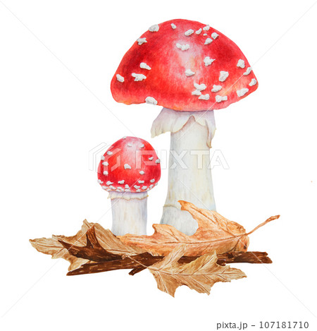 Red fly agaric, dried leaves, branch, linden seeds. Watercolor hand drawn realistic botanical illustration with Amanita muscaria mushrooms for eco goods, cards, posters, natural herbal medicine, books 107181710