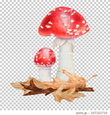 Red fly agaric, dried leaves, branch, linden seeds. Watercolor hand drawn realistic botanical illustration with Amanita muscaria mushrooms for eco goods, cards, posters, natural herbal medicine, books 107181710