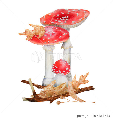 Red fly agaric, dried leaves, branch, linden seeds. Watercolor hand drawn realistic botanical illustration with Amanita muscaria mushrooms for eco goods, cards, posters, natural herbal medicine, books Red fly agaric, dried leaves, branch, linden seeds. Watercolor hand drawn realistic botanical illustration with Amanita muscaria mushrooms for eco goods, cards, posters, natural herbal medicine, books 107181713