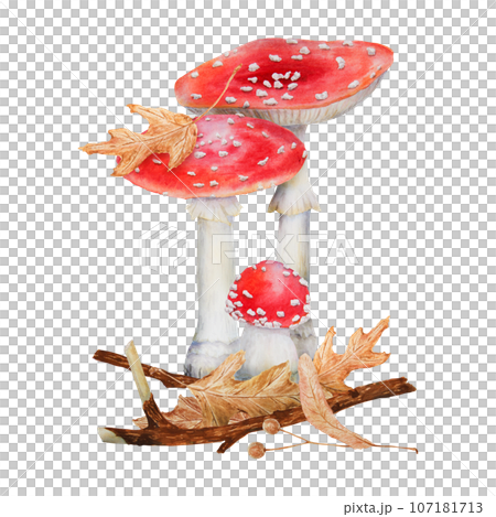 Red fly agaric, dried leaves, branch, linden seeds. Watercolor hand drawn realistic botanical illustration with Amanita muscaria mushrooms for eco goods, cards, posters, natural herbal medicine, books Red fly agaric, dried leaves, branch, linden seeds. Watercolor hand drawn realistic botanical illustration with Amanita muscaria mushrooms for eco goods, cards, posters, natural herbal medicine, books 107181713