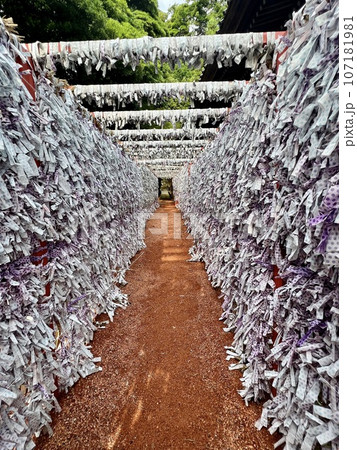 石浦神社の神社の境内にあるたくさんのおみくじ 107181981