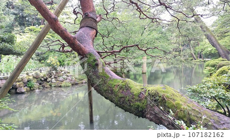 兼六園の風景【日本・石川】 107182162