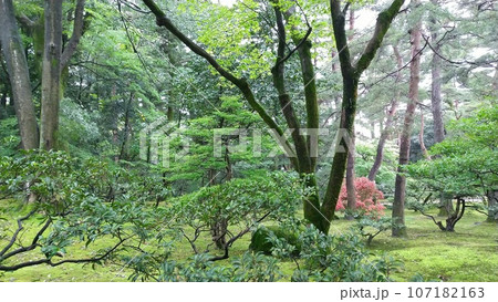 兼六園の風景【日本・石川】 107182163