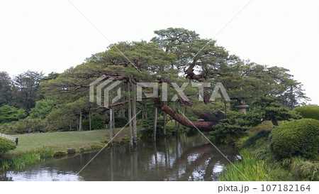 兼六園、松とそれを支える支柱【日本・石川】 兼六園、松とそれを支える支柱【日本・石川】 107182164