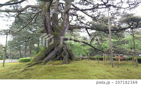 兼六園、根上松【日本・石川】 兼六園、根上松【日本・石川】 107182169
