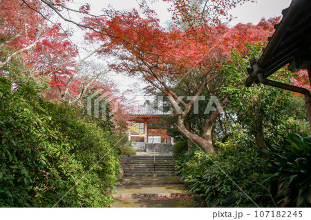 大阪富田林・紅葉に彩られた秋の龍泉寺 大阪富田林・紅葉に彩られた秋の龍泉寺 107182245