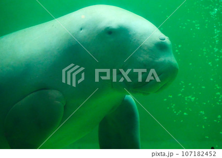 鳥羽水族館のジュゴン 107182452