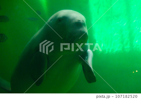鳥羽水族館のジュゴン 107182520