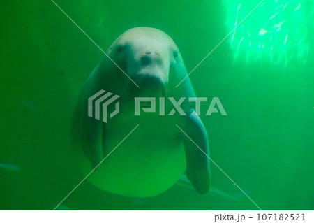 鳥羽水族館のジュゴン 107182521