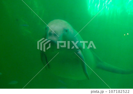 鳥羽水族館のジュゴン 107182522