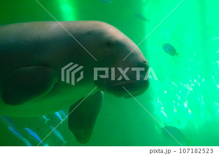 鳥羽水族館のジュゴン 107182523