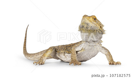 Bearded dragon on white background 107182575