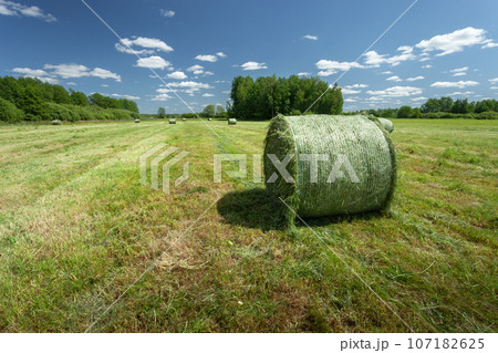 Bales of hay in the meadow, Nowiny, eastern Poland 107182625