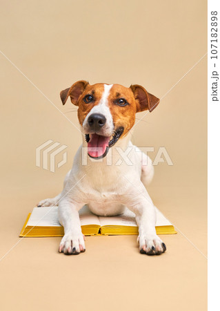 Cute dog jack russell terrier lying with book, reading and studying Cute dog jack russell terrier lying with book, reading and studying 107182898