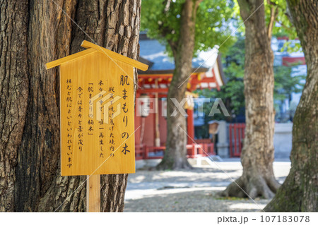 御霊神社 肌まもりの木 御神木 (大阪市中央区淡路町) 御霊神社 肌まもりの木 御神木 (大阪市中央区淡路町) 107183078
