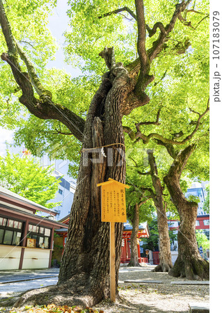 御霊神社　肌まもりの木　御神木 （大阪市中央区淡路町） 107183079