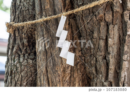 御霊神社　肌まもりの木　御神木 （大阪市中央区淡路町） 107183080